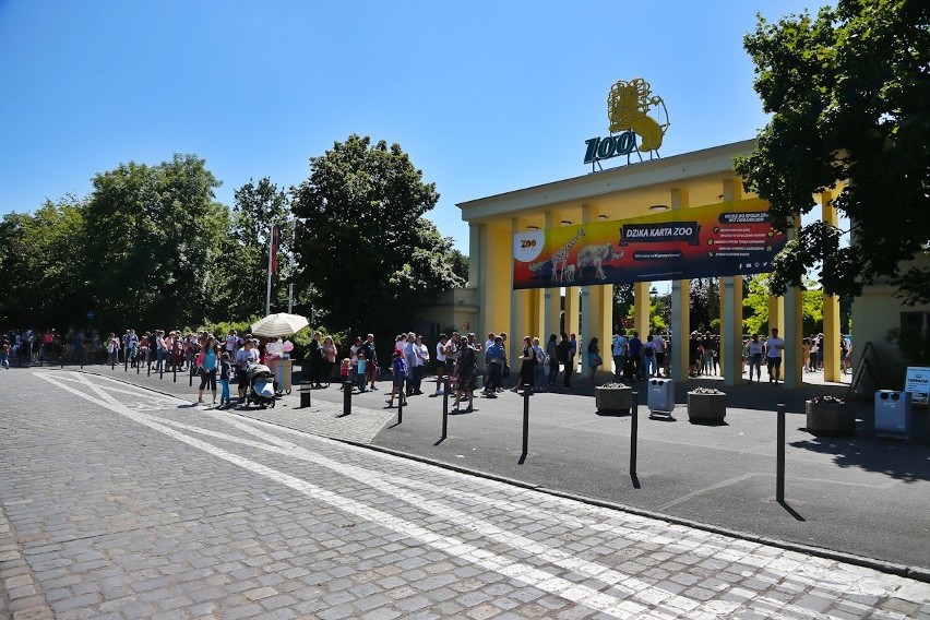 Gigantyczne kolejki do zoo we Wrocławiu. Godziny czekania