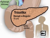 Trzustka - fabryka enzymów i hormonów