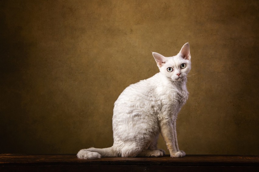 Devon Rexy to koty, które mają specyficzną, nieco kręcącą...