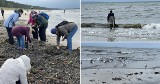 Sezon na poszukiwanie bursztynów na plażach! Pojawili się już pierwsi poszukiwacze! Zobacz ZDJĘCIA