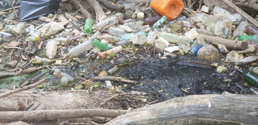 Zanieczyszczenie w rzece Wildze