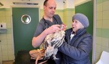 To będzie pierwsza w Polsce kura z protezą nogi. Otrzyma ją w lecznicy w Przemyślu [WIDEO]