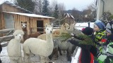 W ramach warsztatów terenowych dzieci z Małogoszcza odwiedziły hodowlę alpak [ZDJĘCIA]