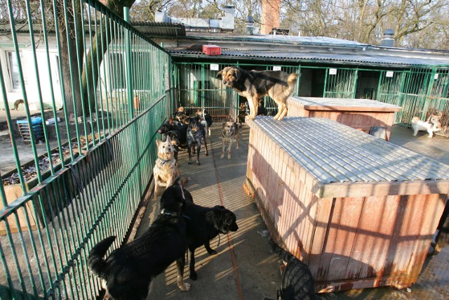 W tej chwili w schronisku przebywa około 300 psów, mimo że miejsc jest jedynie dla 240. Dzięki zadaszeniu wybiegów zwierzęta nie będą marzły w czasie zimy.