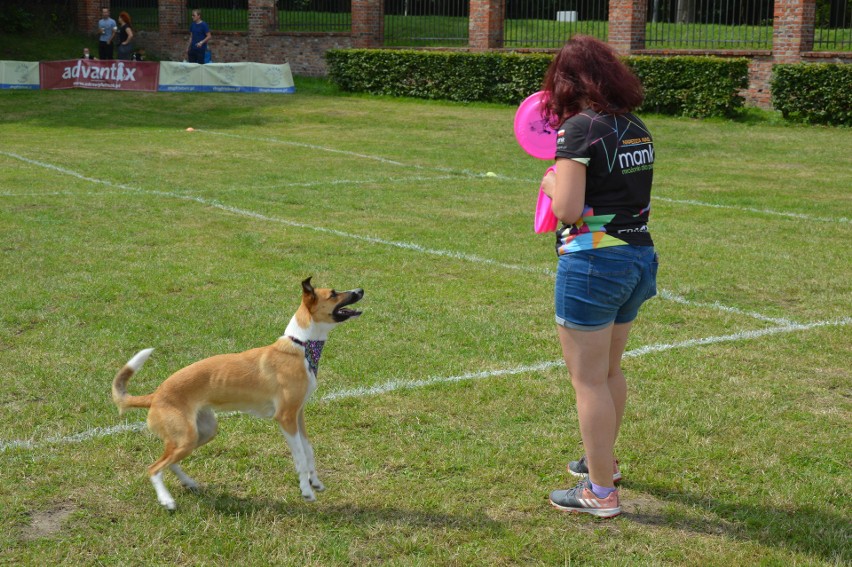 "Latające psy" 2018 w gdyńskim Parku Kolibki, czyli emocjonujące zawody w dogfrisbee