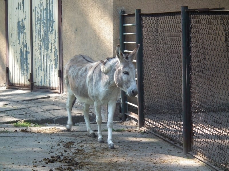 Stare ZOO: Skarga na kopulujące osły. Matki zbulwersowane...