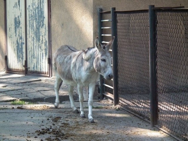 Stare ZOO: Skarga na kopulujące osły. Matki zbulwersowane zachowaniem zwierząt