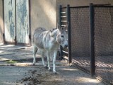 Stare ZOO: Skarga na kopulujące osły. Matki zbulwersowane [WIDEO]