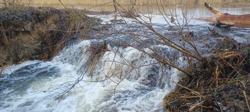 Wezbrane wody rzeki Ner przerwały wał przeciwpowodziowy.