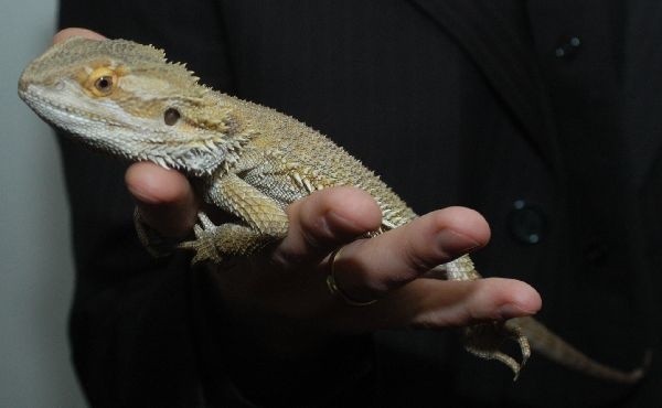 Zwierzeta pelzaly w szkoleUczniowie i nauczyciele z Zespolu Szkól Ponadgimnazjalnych nr 1 im. J. Szczepanika w Krośnie pokazali swoje kolekcje w ramach I Spotkan Entomologiczno - Terrarystycznych &#8222;Co pelza i hasa po polach i lasach&#8221;. Wystawe obejrzec mozna jeszcze w dzisiaj, w ZSP nr 1 przy ul. Podkarpackiej.