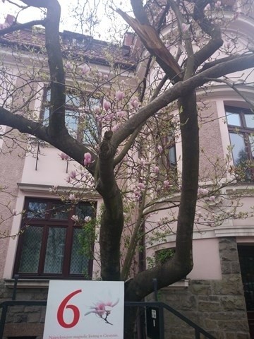 Cieszyński Szlak Magnolii