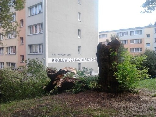 Powalone drzewo na ulicy Królewicza Kazimierza