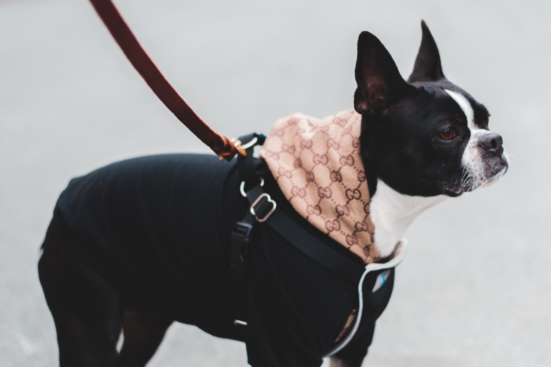 Ubranko dla psa lub kota pasujące do torebki? Dom mody Gucci stworzył  ekskluzywną kolekcję dla czworonogów | Strona Kobiet