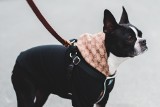 Ubranko dla psa lub kota pasujące do torebki? Dom mody Gucci stworzył ekskluzywną kolekcję dla czworonogów