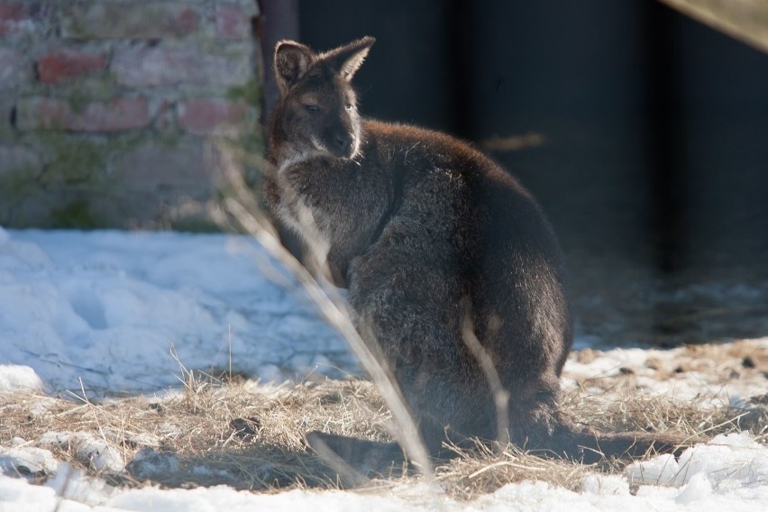 W okolicach Warszawy widziano kangura, który uciekł z jednej...