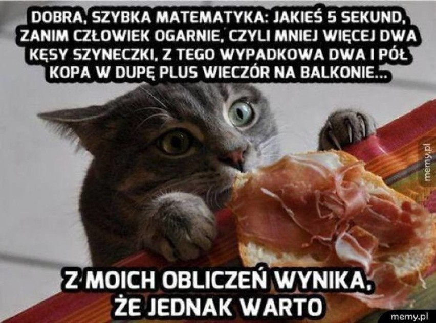 Światowy Dzień Kota 2021. Śmieszne memy z kotami!