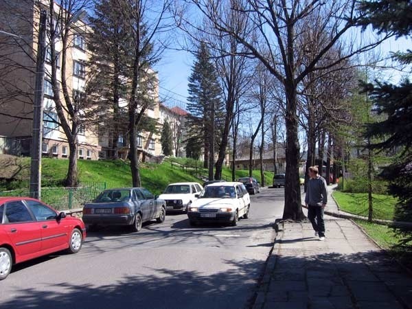 Ulica Bełska w Ustrzykach Dolnych. Drzewa wyrastające z chodników zostaną wkrótce wycięte.