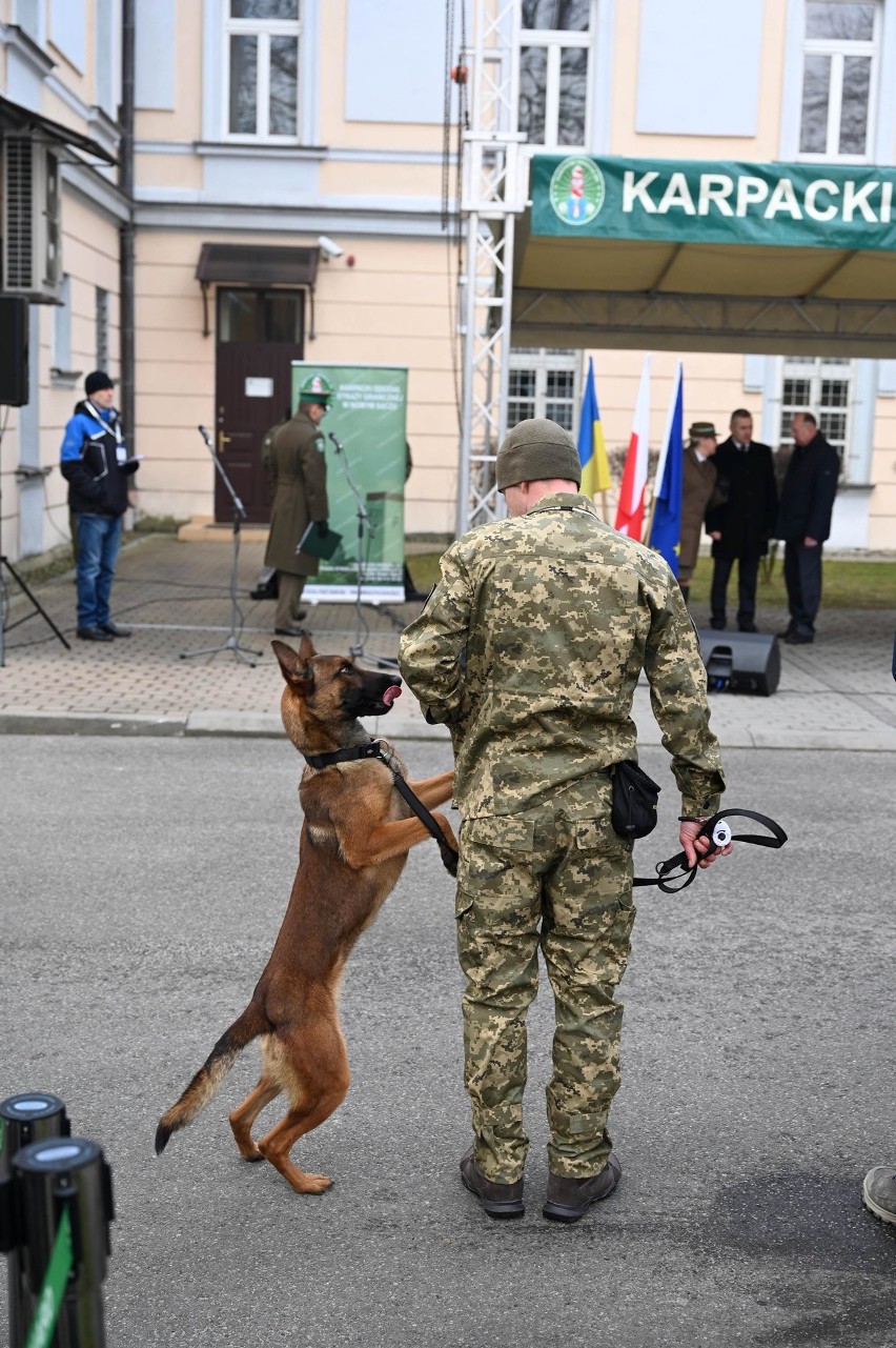 Dzielne czworonogi. Pierwsze psy szkolone w Nowym Sączu jadą na Ukrainę. Będą szukać rosyjskich min i ładunków wybuchowych