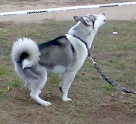 Śpiewający husky