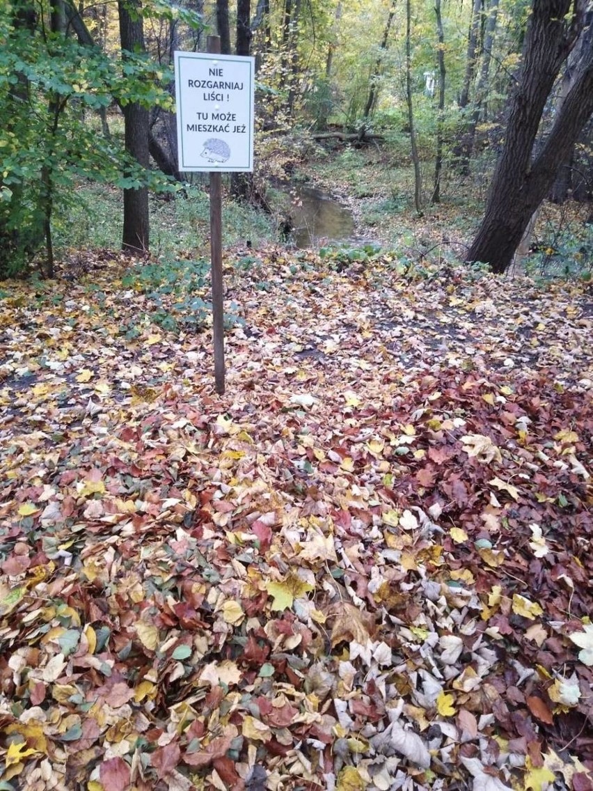Jeżo-strefy w Parku Miejskim w Wejherowie! "Nie rozgarniaj liści! Tu może mieszkać jeż"