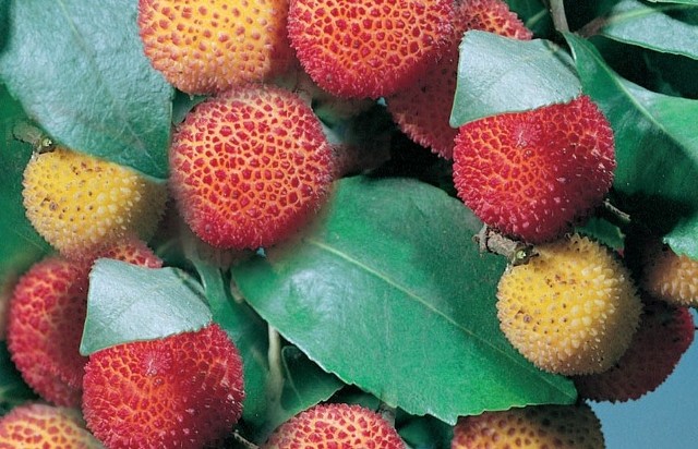 Drzewko truskawkowe Arbutus unedoRoślina ta pochodzi z rejonu Półwyspu Iberyjskiego i charakteryzuje się bardzo oryginalnym wyglądem  jadalnych i słodkich owoców.