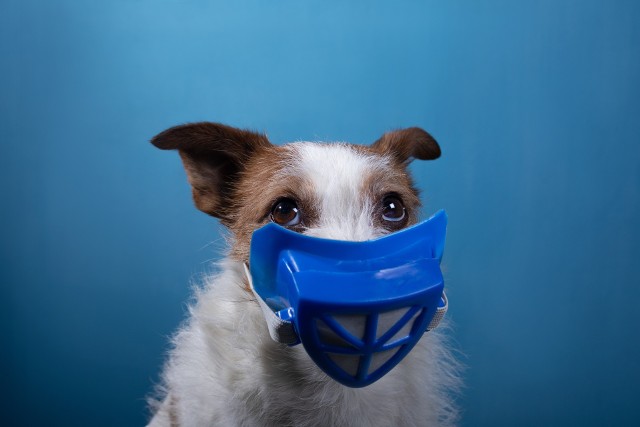 Pies może zarazić się koronawirusem, dlatego w przypadku podejrzenia infekcji lub zachorowania trzeba powstrzymać się od bliskich kontaktów z pupilem