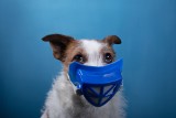 Czy pies może zarazić się COVID-19? Jak chronić zwierzęta domowe przed zarażeniem koronawirusem SARS-CoV-2?