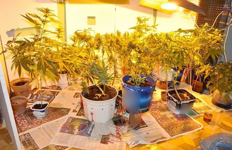 Siemiatycze: Plantacja konopi w domu. 21-latka sprzedawała marihuanę (zdjęcia)