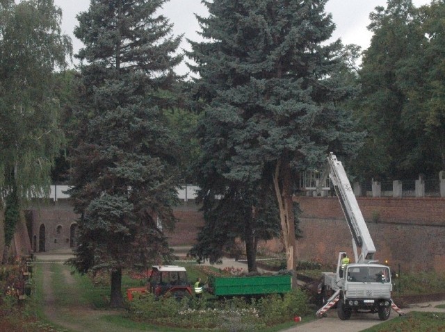 W piątek ekipa pilarzy najpierw usunęła dolne gałęzie uderzonego przez piorun drzewa, a potem ścinała czubek. 