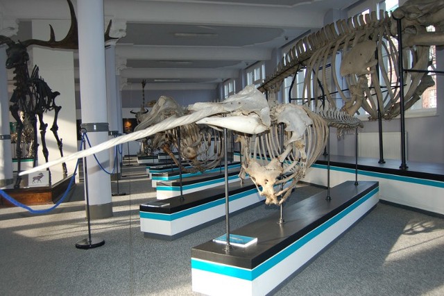 W ramach Nocy Muzeów będzie można obejrzeć m.in. wystawę "Układ Kostny Kręgowców" znajdującą się w Muzeum Przyrodniczym Uniwersytetu Wrocławskiego
