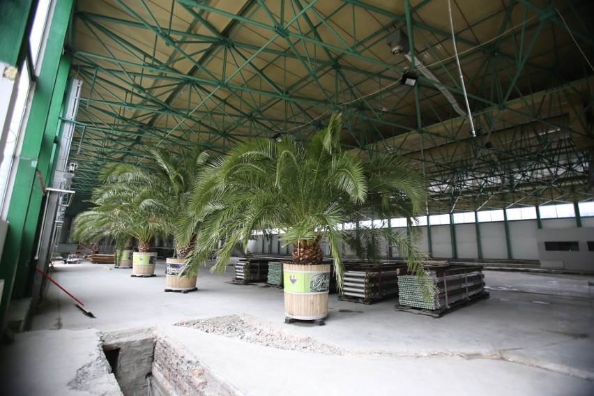 Mieszkańcy pokochali katowicki rynek z palmami. Na razie...