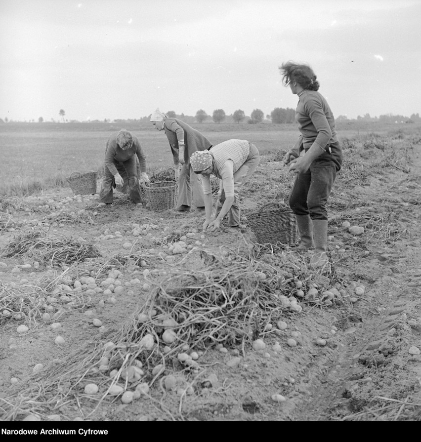 Wykopki ziemniaków w Baboszewie, 1972 rok