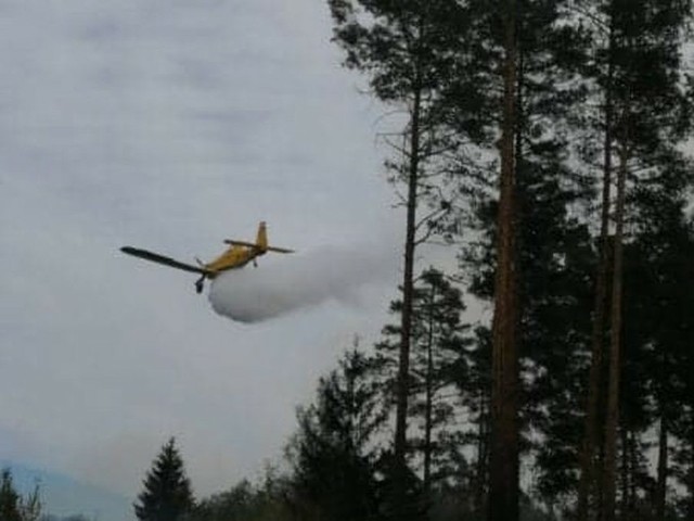 Pożar  młodego lasu w miejscowości Wyszyna Fałkowska w gminie Ruda Maleniecka.