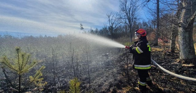 W niedzielę 27 marca strażacy walczyli z pożarem lasu w Komorznie.