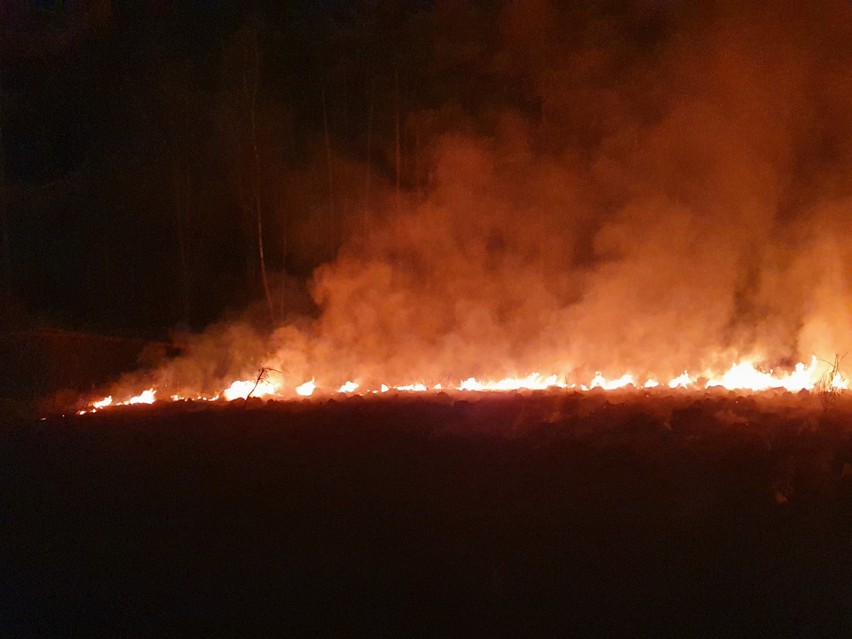 Pożar lasu w miejscowości Psie Głowy koło Czaplinka [zdjęcia]