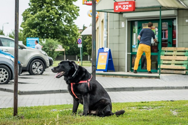 Lepiej nie zostawiać psa przywiązanego przy sklepie. W Aleksandrowie Łódzkim nieznany mężczyzna odwiązuje psy i wywozi gdzieś daleko.