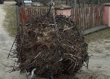 Podlaskie. Projekt ochrony bocianów w dolinie Biebrzy, Bugu i Narwi (zdjęcia)