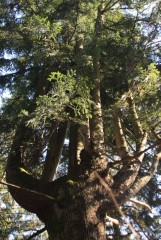 Leśnicy z Podkarpacia postulują uznanie 500 drzew za pomniki przyrody