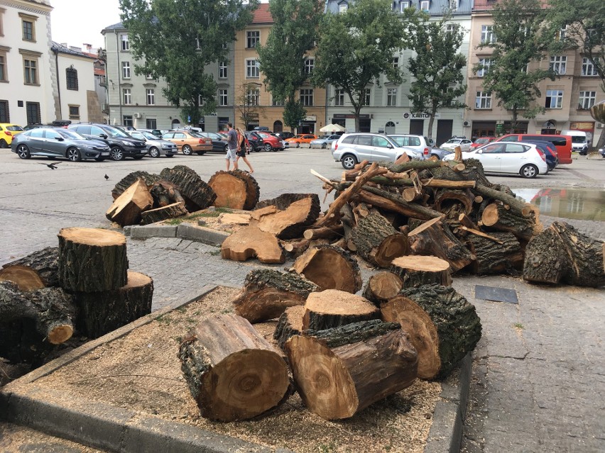 Kraków. Wycinają wierzbę z placu Wolnica. Cieszyła oczy i dawała cień [ZDJĘCIA]