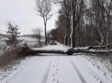 Wichura i burza w Grudziądzu i okolicach. Strażacy interweniowali kilkanaście razy