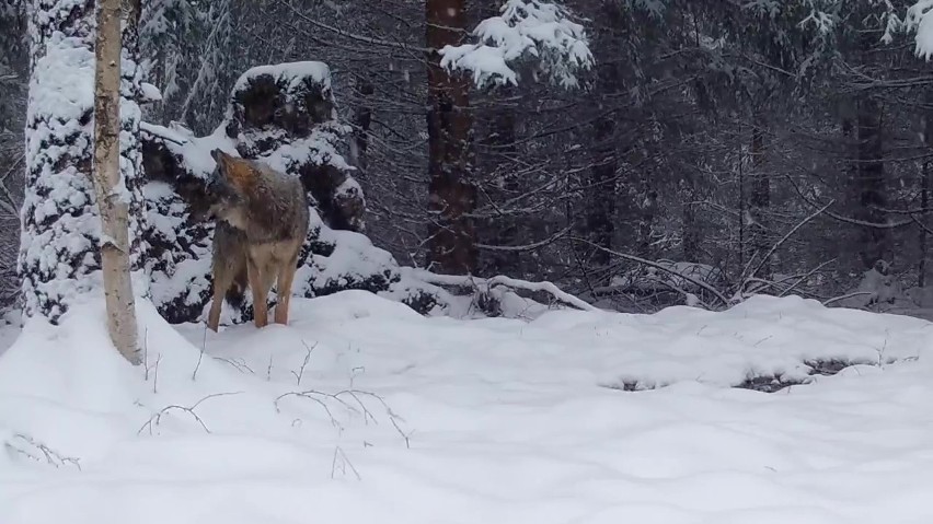 Uchwycony na fotopułapce wilk w Karkonoskim Parku Narodowym.