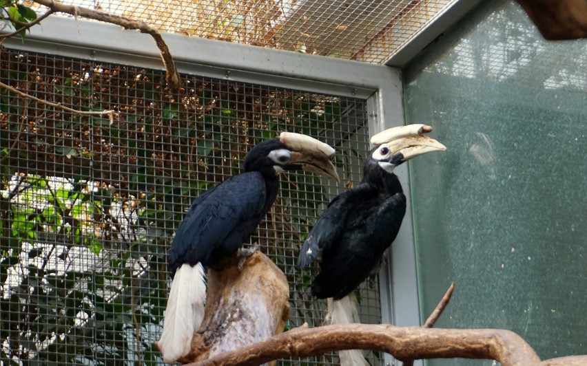 We wrocławskim zoo narodził się dzioborożec palawański! To jeden z najrzadszych ptaków [ZDJĘCIA]