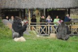 Powstał film o atrakcjach zoo w Opolu [wideo]