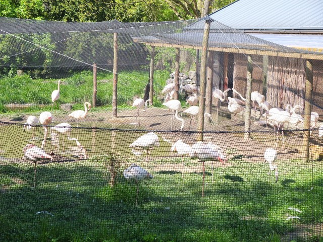 Flamingom siatka nie przeszkadza. I dobrze, bo na razie nie wiadomo, kiedy będzie można ją zdemontować.