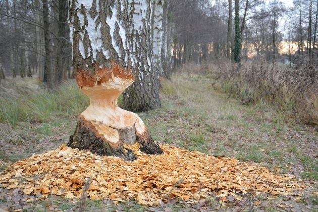 Bobry niszczą drzewa w centrum Witnicy. Burmistrz Dariusz...
