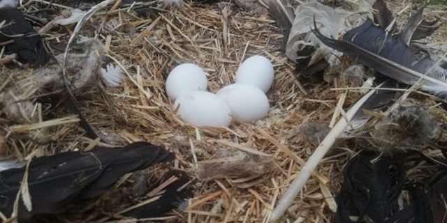 Po raz pierwszy kalekie bociany z Ośrodka Rehabilitacji w Kozubszczyźnie doczekały się aż czterech jaj, a wkrótce pojawi się piąte