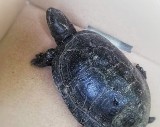 Żółw błotny w Krasiczynie! To prawdziwa sensacja - zwracają uwagę leśnicy 