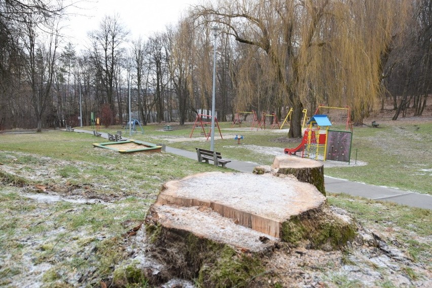 Tarnów. Urządzanie parku na Marcince zaczęli od... wycinki drzew