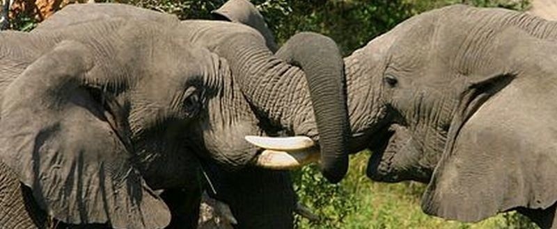 Cała prawda o słoniach. Ten film tobą wstrząśnie! (wideo)