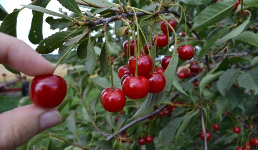 Ceny owoców są w tym roku wyjątkowo niskie. Kłopoty sadowników i plantatorów z Łódzkiego (CENY)